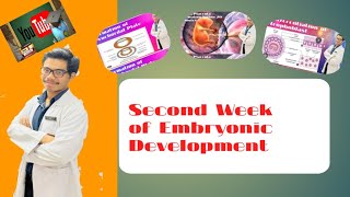 Second Week Of Embryonic Development  Events Occurring In This Period [upl. by Ahseekal]