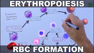 Erythropoiesis  RBCs Formation Process [upl. by Schellens]