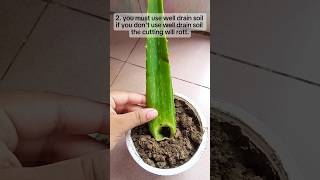 3 things you must know when you are propagateing aloe Vera from leaf cuttings 🌵🌵 Israts Garden 🌿🌿 [upl. by Sucul]