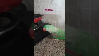 Talking Parrots Natures Most Hilarious Comedians parrotlovershortstalkingParrot mithu [upl. by Jessey]