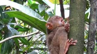 Tarsier Monkey Eats Lizard [upl. by Anoek858]