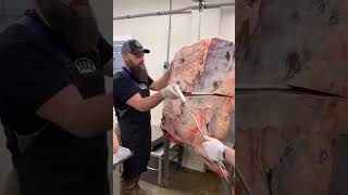 Breaking Down a Beef Forequarter by Hand shorts [upl. by Viole965]