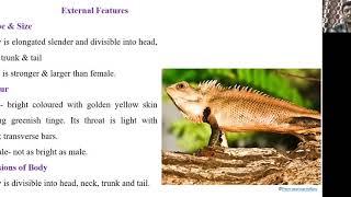 External features of calotes [upl. by Aitercal121]