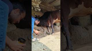 Direct IV cannulation in jugular vein and calcium borogluconate infusion in a cow [upl. by Gristede]