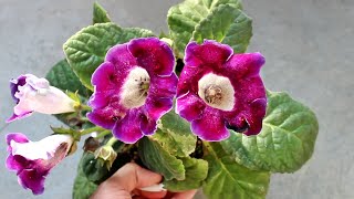 How to Plant Grow amp Care for GLOXINIA  Indoor or Outdoor Start to Finish [upl. by Haddad]