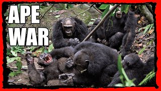 The Gombe Chimpanzee War  Apes Killing Apes  Monkeys  Frumess [upl. by Conlan]