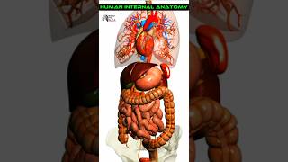 Human Internal Anatomy medical animation 3d short [upl. by Darton]