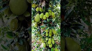 Growing Jackfruit from Cutting 🍐 New Technique of Propagation using Banana Plants farming shorts [upl. by Hali288]