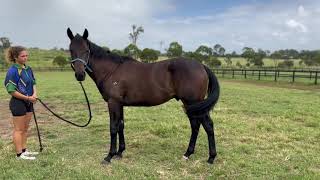 TRAPEZE ARTIST x LE CIEL colt  Kolora Lodge update March 2024 [upl. by Nicko]