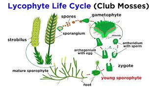 Lycophytes Early Vascular Plants [upl. by Drais3]