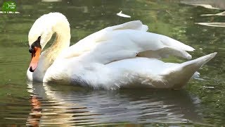 Swan swimming and moving in the lake [upl. by Painter]