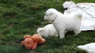 Samoyed puppies playing [upl. by Ahsimat379]