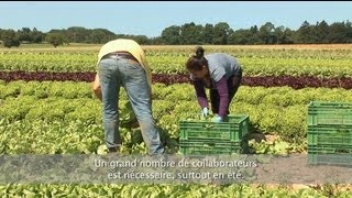 Freilandgemüse  Les légumes de plein champ  GemüseTV  Télélégume [upl. by Rafaelle]