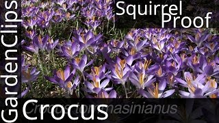 Crocus tommasiniana  A squirrelproof crocus  How to grow Crocus Thomasinianus  crocus [upl. by Akiv]