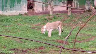 lion eating grass [upl. by Zurc693]