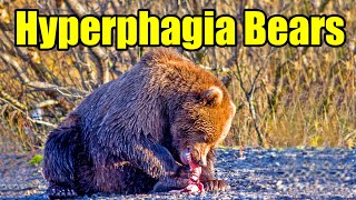 Hyperphagia Bears – Bear Eating Habits amp Bear Safety [upl. by Veno200]