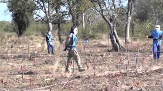 APOPO Rats in Gaza Mozambique [upl. by Eadwina197]