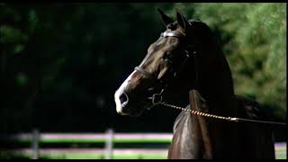 Ustinov 2022 stallion video [upl. by Ringe784]