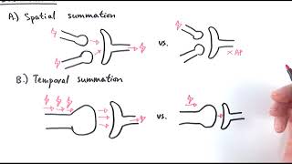 A2 Biology  Role and control of synapses OCR A Chapter 135 [upl. by Llenrod]