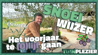 HOE snoei je een olijfboom in het voorjaar SNOEIWIJZER 🫒 ✂️  Tuinplezier🪴 [upl. by Vandyke]