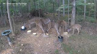 NC Deer Cam HiLite FTHVN 641 [upl. by Melany]