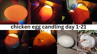 candling chicken eggs  egg checking with light 1 21 day [upl. by Cartwright]