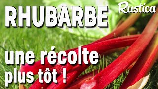 Récolter la rhubarbe plus tôt [upl. by Hinda534]