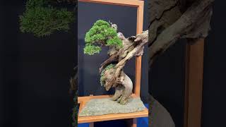 Trophy 2024 bonsai tree [upl. by Bently]