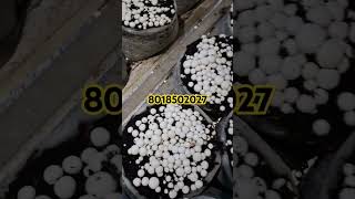 Button Mushroom Farming and Button Mushroom Spawn [upl. by Cobby]