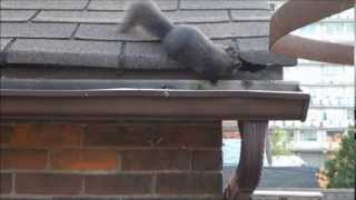 Squirrel Chewing a Hole in Fascia [upl. by Darelle19]