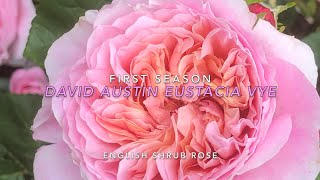 Eustacia Vye English shrub rose in first seasonDavidAustinroseeustaciavyeenglishshrubrose [upl. by Ahsekel638]