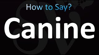 How to Pronounce Canine Correctly [upl. by Natsirc]