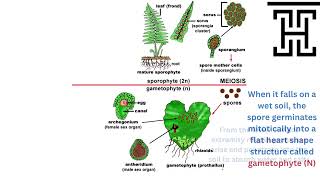 Biology 3rd Secondary Egypt Chapter 3 Polypodium life cycle [upl. by Roede]