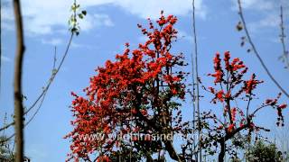 Dhak or tesu tree in brilliant flower [upl. by Ayeki]