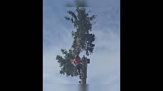 part 2pos pine tree removal chainsaws treeworker family [upl. by Ettelloc722]