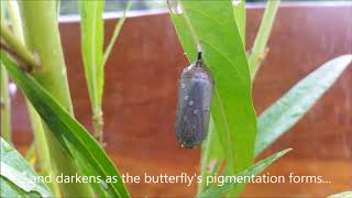 Monarch butterfly life cycle time lapse [upl. by Haslett]