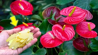 1 Thin Slice Per Plant New Roots Grow A Lot And Anthurium Blooms Out Of Control [upl. by Nadabas217]