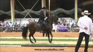 Gran Campeonato Caballos de Paso Fino Spectrum Internacional 2016 [upl. by Eniksre]