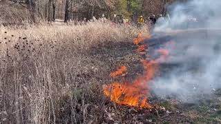 Habitat Hints Prescribed Fire [upl. by Pittman771]