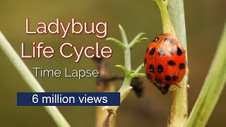 Time Lapse of Ladybug Life Cycle 6 million views [upl. by Darelle318]