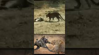 आखिर Baboons Leopard को कैसे मार देते हैं  Leopard vs Baboons By Wild Battles [upl. by Vanya261]