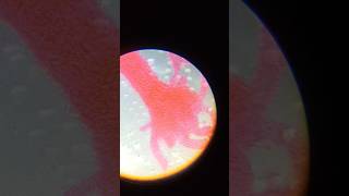 Hydra Budding study trending microscope science youtubeshorts microscopeworld [upl. by Souza]