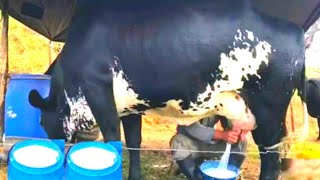 Highly Milking Biggest Udder Girlando Cow 127 Litters Live Milking Video Girlando Cow Farm Pakistan [upl. by Cocke218]