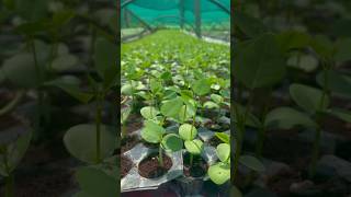 Gliricidia Uses  Seemai Agathi  visyuthifarms naturefarming farming agriculture [upl. by Earaj]