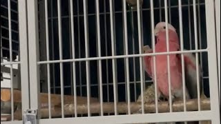 Talking time Mya the Galah Parrot Kakadu cockatoo Papagei [upl. by Haze266]