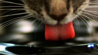 Katzenzunge  Trailer Schulfilm Biologie [upl. by Eerual]