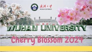 Wuhan University  Cherry blossom 2024 China [upl. by Zysk823]