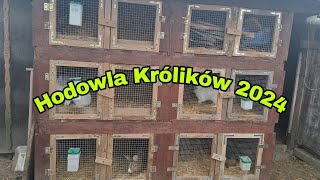 HODOWLA KRÓLIKÓW 2024 [upl. by Lesslie347]