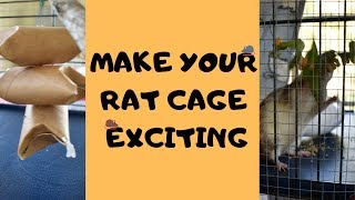 3 DIY Rat Foraging Toys for Busy People [upl. by Dyan]