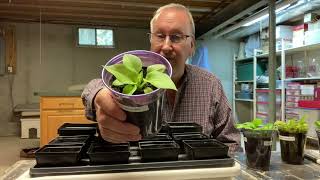 Hostas from seed Part 3 Culling selecting and transplanting [upl. by Gen]